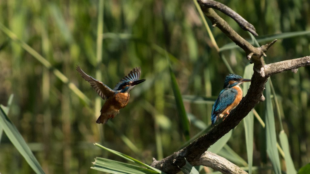 Kamera: NIKON D5 | 300.0 mm f/2.8 | Brennweite: 600mm Verschlusszeit: 1/8000 | Blende: f/5.6 | ISO: 2200