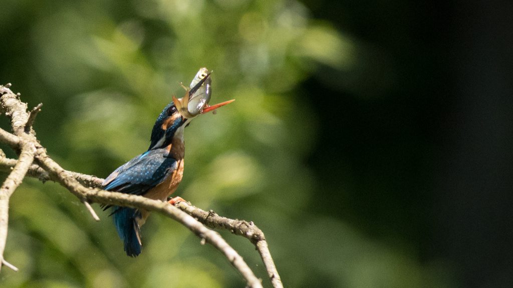 Hersteller: NIKON CORPORATION | Kamera: NIKON D5 | 300.0 mm f/2.8 | Brennweite: 600mm Verschlusszeit: 1/8000 | Blende: f/8.0 | ISO: 4500