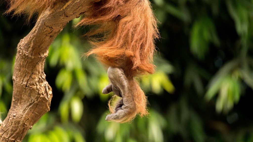 Datum: 2017:05:21 16:51:04 Tiere,animals,Vogel,birds,green,grün,tiger,elephant,giraffe,maus,katze,cat,dog,hund,zoo,storch,affe,gorilla,zaun,fence,gehege,pferd,horse,zebra,kamel,camel,kuh,stier,cow,tierpark,flickr,stern-view,Photography,LRE Photography,laurenc,laurenc riese,Nikon D5,Nikon,www.lriese.ch,lre,lriese,