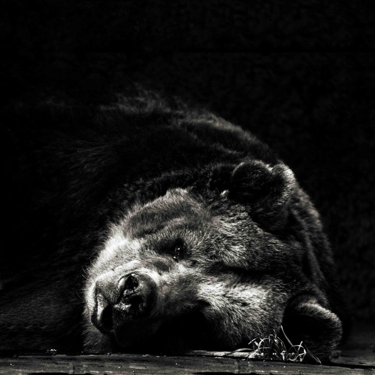 Low-Key Bär