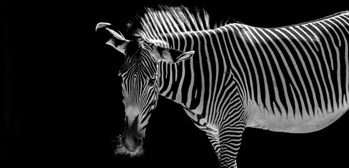 Datum: 2017:07:01 17:05:31 Tiere,animals,Vogel,birds,green,grün,tiger,elephant,giraffe,maus,katze,cat,dog,hund,zoo,storch,affe,gorilla,zaun,fence,gehege,pferd,horse,zebra,kamel,camel,kuh,stier,cow,tierpark,flickr,stern-view,Photography,LRE Photography,laurenc,laurenc riese,Nikon D5,Nikon,www.lriese.ch,lre,lriese,