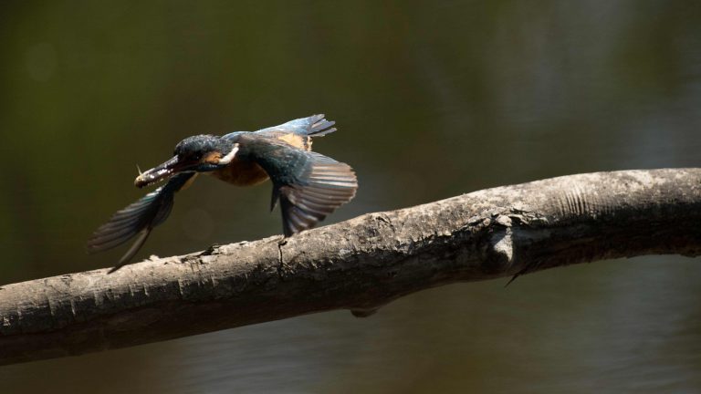 Kamera: NIKON D5 |  | Brennweite: 600mm | Verschlusszeit: 1/8000 | Blende: f/5.6 | ISO: 2000