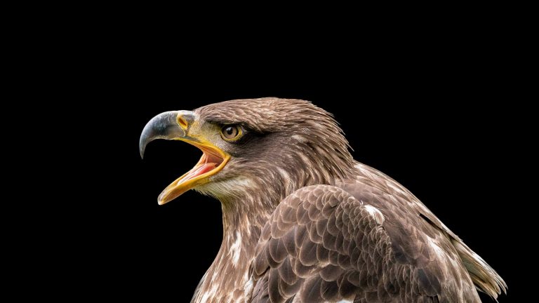 Low-Key Steinadler