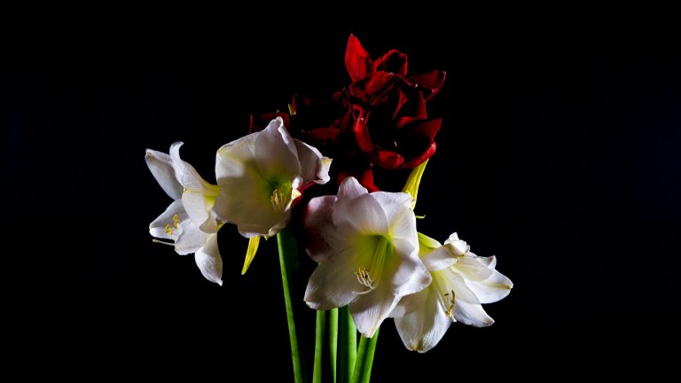 Low-Key Blumen