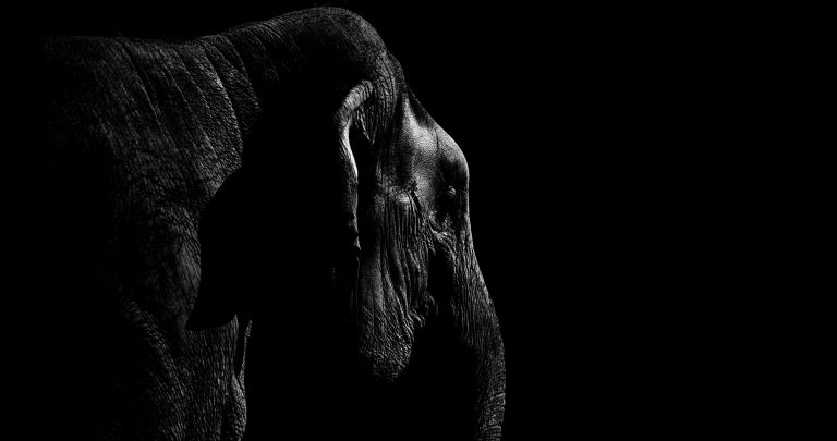 Low-Key Elefant