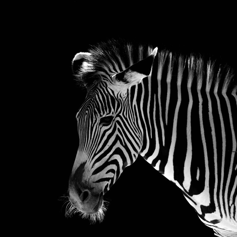 Low-Key Zebra – Hersteller: NIKON CORPORATION | Kamera: NIKON D5 |  | Brennweite: 550mm | Verschlusszeit: 1/2000 | Blende: f/6.3 | ISO: 2000