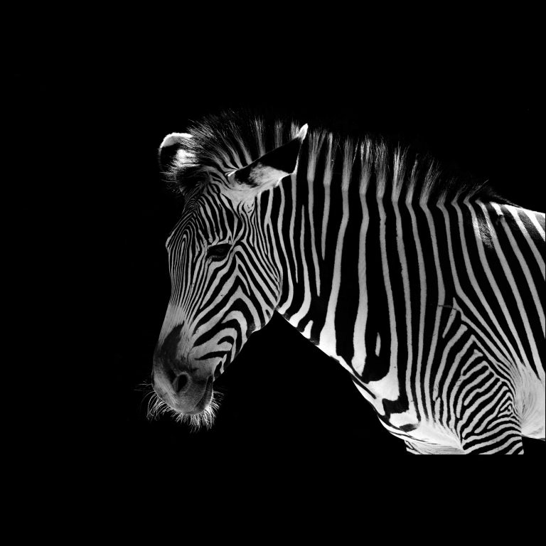 Low-Key Zebra