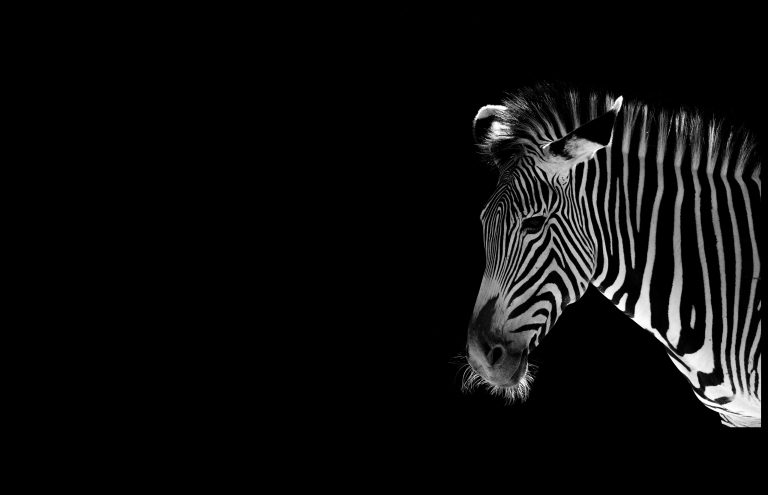 Low-Key Zebra