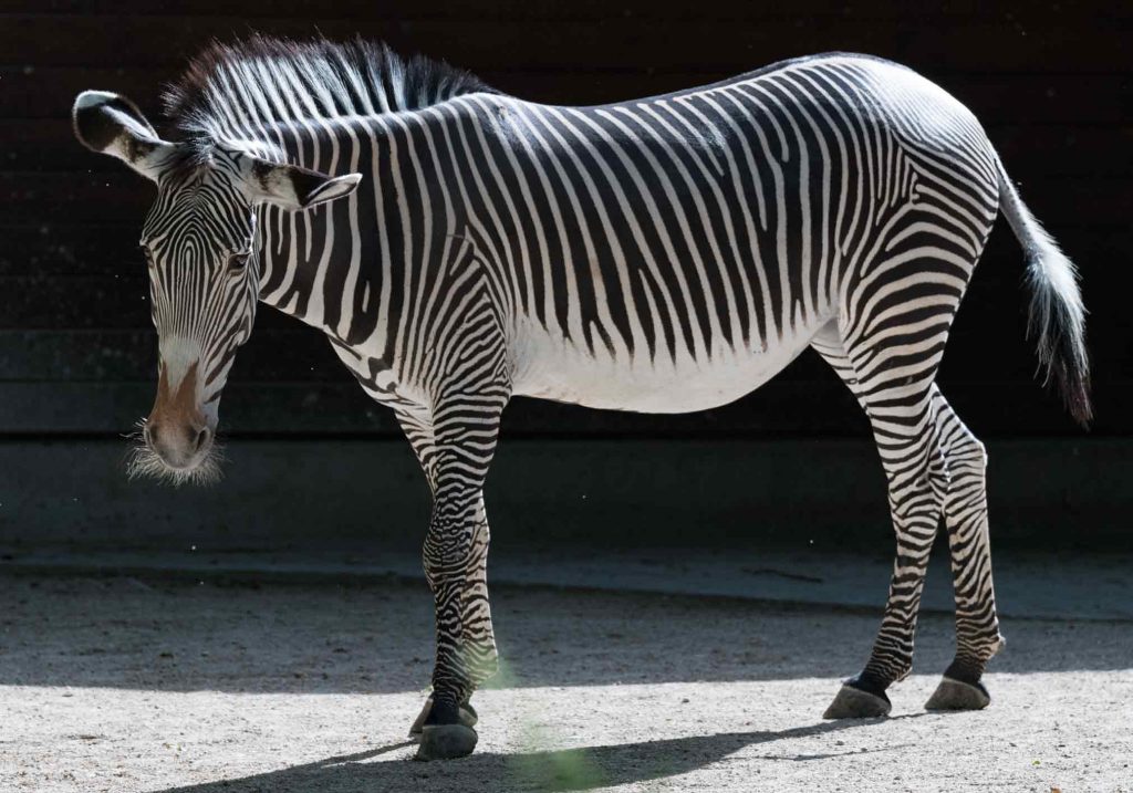 Zebra-Vorlage-unbearbeitet