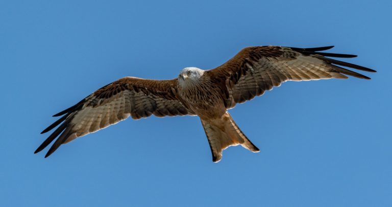 Hersteller: Kamera: NIKON D850 |  | Brennweite: 600mm | Verschlusszeit: 1/2500 | Blende: f/6.3 | ISO: 200