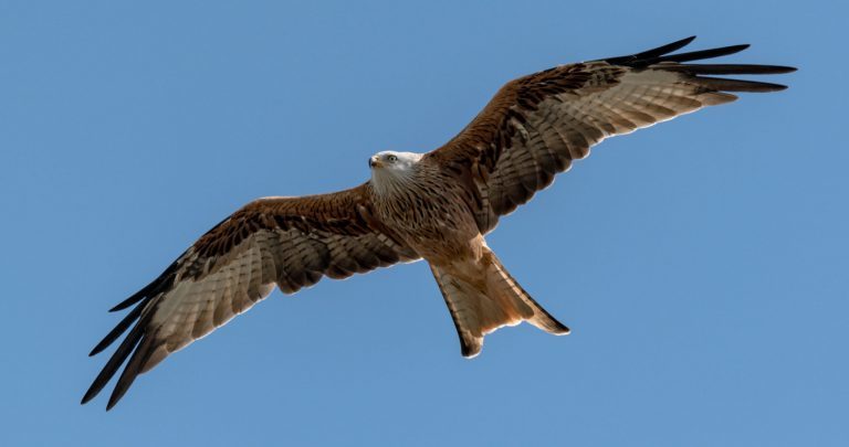 Hersteller: Kamera: NIKON D850 |  | Brennweite: 600mm | Verschlusszeit: 1/2500 | Blende: f/6.3 | ISO: 200