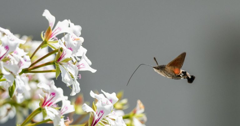 Hersteller: Kamera: NIKON D850 |  | Brennweite: 250mm | Verschlusszeit: 1/3200 | Blende: f/6.3 | ISO: 800