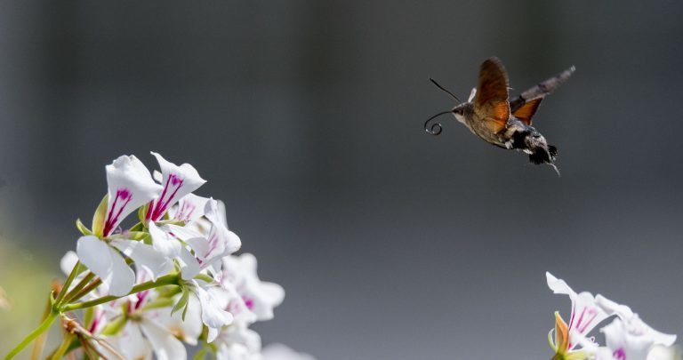 Hersteller: Kamera: NIKON D850 |  | Brennweite: 400mm | Verschlusszeit: 1/3200 | Blende: f/6.3 | ISO: 800