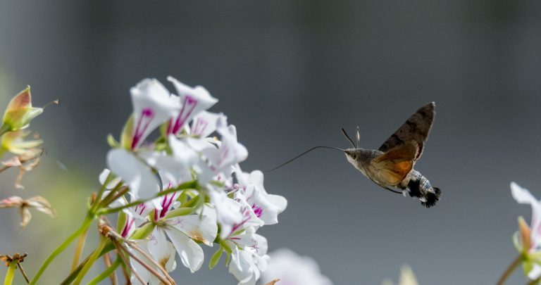 Hersteller: Kamera: NIKON D850 |  | Brennweite: 400mm | Verschlusszeit: 1/3200 | Blende: f/6.3 | ISO: 800