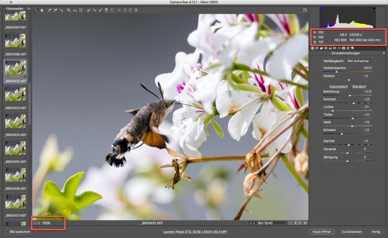 Nikon D850 & Sigma S – Kolibri (schwärmer) – Zoom auf 100% Bildschirmgrösse
