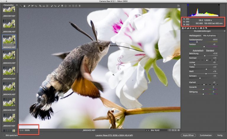 Nikon D850 & Sigma S – Kolibri (schwärmer) – Zoom auf 200% Bildschirmgrösse