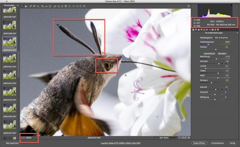 Nikon D850 & Sigma S – Kolibri (schwärmer) – Zoom auf 300% Bildschirmgrösse