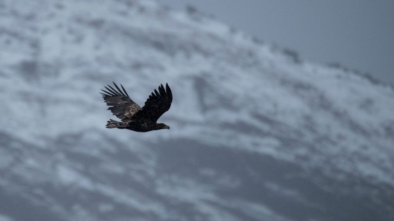 Kamera: NIKON D5 |  | Brennweite: 600mm | Verschlusszeit: 1/2000 | Blende: f/6.3 | ISO: 2000