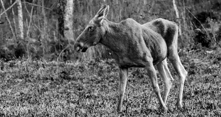 Kamera: NIKON D5 |  | Brennweite: 600mm | Verschlusszeit: 1/320 | Blende: f/6.3 | ISO: 1000