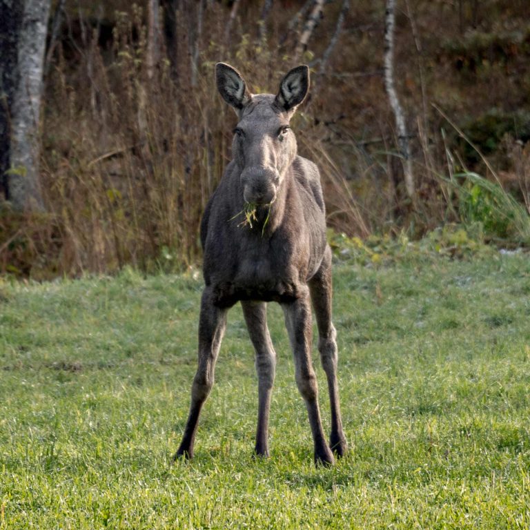 Kamera: NIKON D5 |  | Brennweite: 600mm | Verschlusszeit: 1/400 | Blende: f/6.3 | ISO: 640