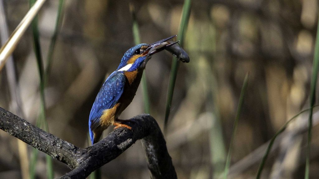 Eisvogel Fotografieren & Kamera Einstellungen