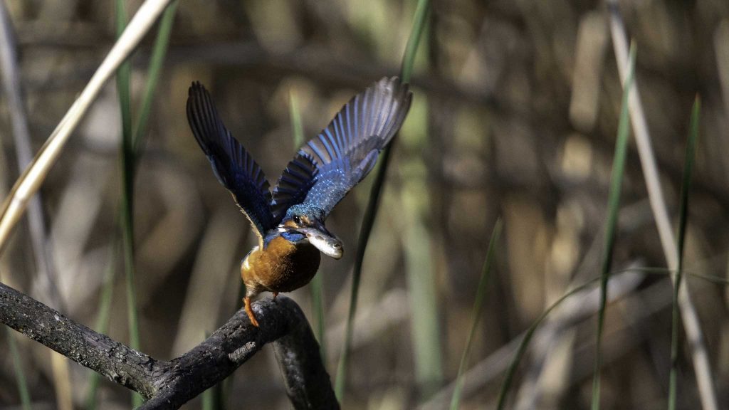 Eisvogel Fotografieren & Kamera Einstellungen