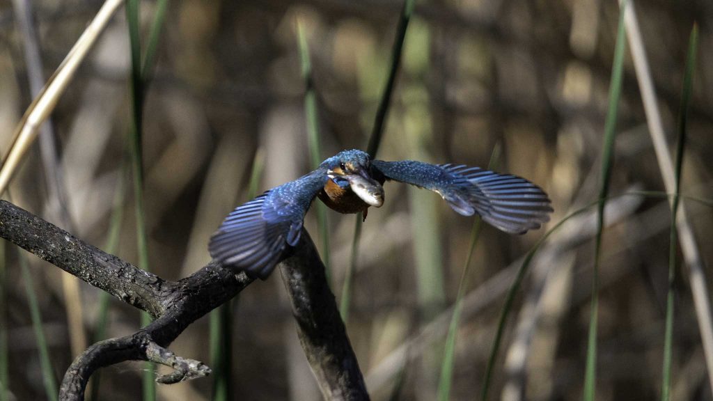 Eisvogel Fotografieren & Kamera Einstellungen