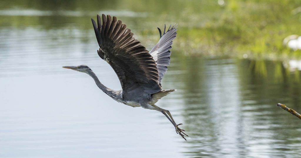 Kamera: NIKON D810 | | Brennweite: 300mm | Verschlusszeit: 1/4000 | Blende: f/6.3 | ISO: 450