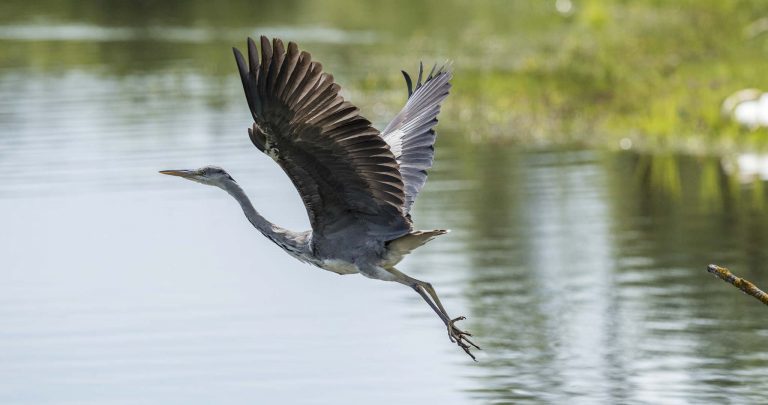 Kamera: NIKON D810 |  | Brennweite: 300mm | Verschlusszeit: 1/4000 | Blende: f/6.3 | ISO: 450