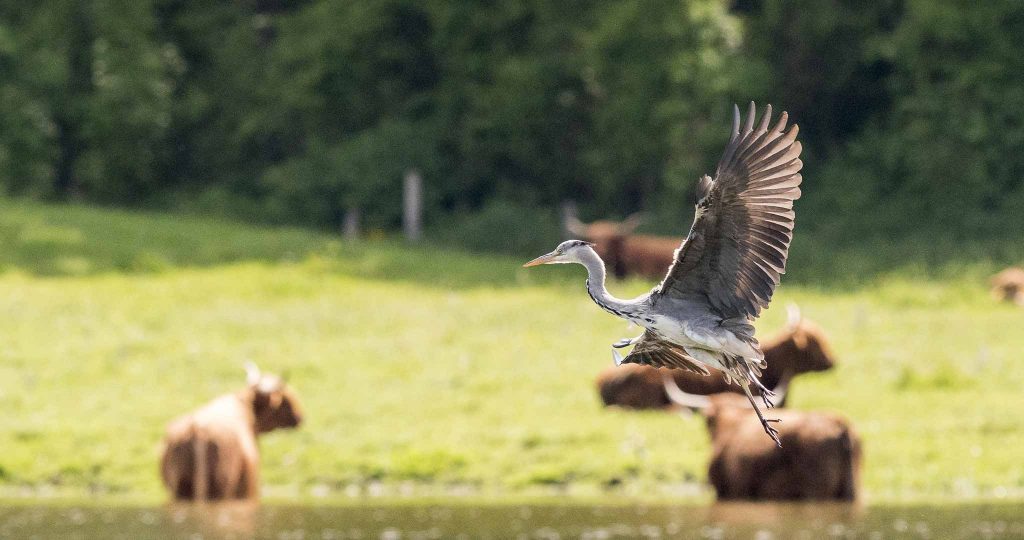 Kamera: NIKON D810 | | Brennweite: 300mm | Verschlusszeit: 1/4000 | Blende: f/6.3 | ISO: 2000