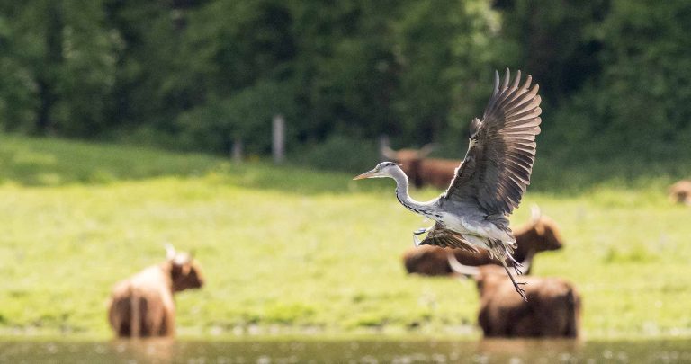 Kamera: NIKON D810 |  | Brennweite: 300mm | Verschlusszeit: 1/4000 | Blende: f/6.3 | ISO: 2000