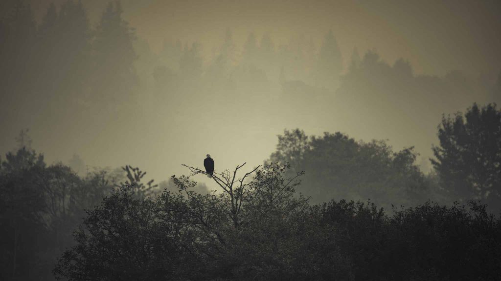 Reisebericht: USA & Canada von Seattle bis Bella Colla - British Columbia im griff der Waldbrände