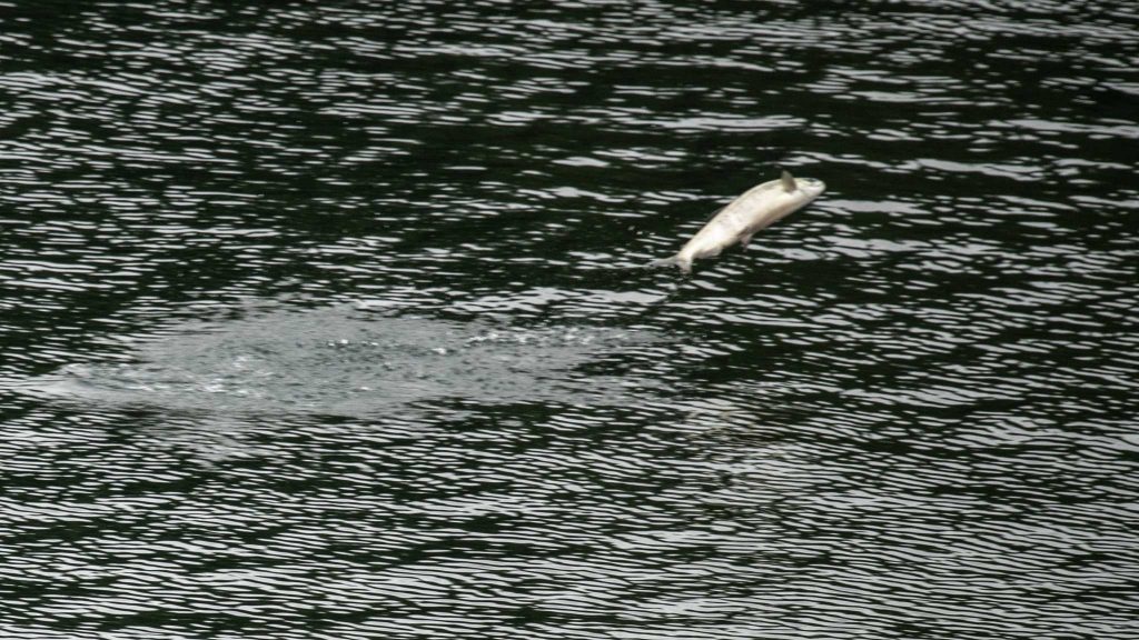 Reisebericht: USA & Canada von Seattle bis Bella Colla - British Columbia im griff der Waldbrände