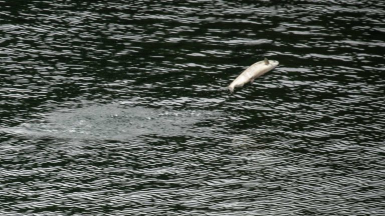 Reisebericht: USA & Canada von Seattle bis Bella Colla – British Columbia im griff der Waldbrände