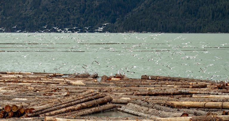 Reisebericht: USA & Canada von Seattle bis Bella Colla – British Columbia im griff der Waldbrände
