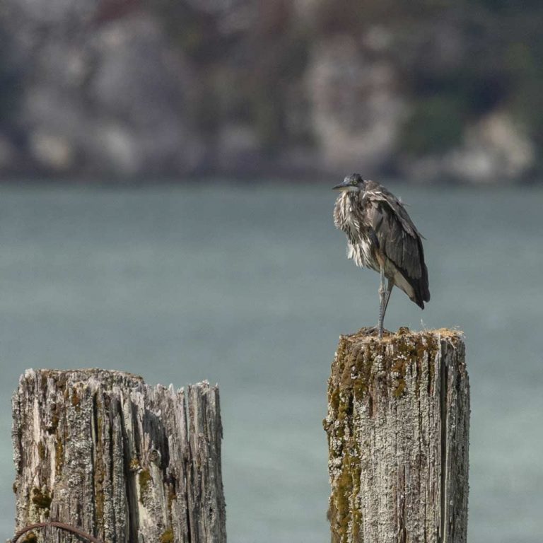 Reisebericht: USA & Canada von Seattle bis Bella Colla – British Columbia im griff der Waldbrände