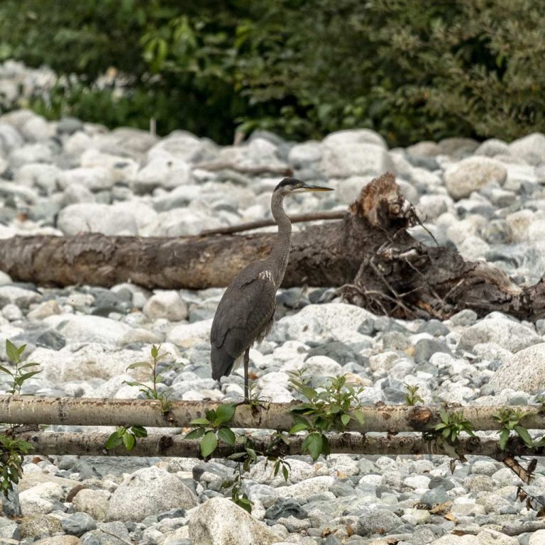 Reisebericht: USA & Canada von Seattle bis Bella Colla – British Columbia im griff der Waldbrände