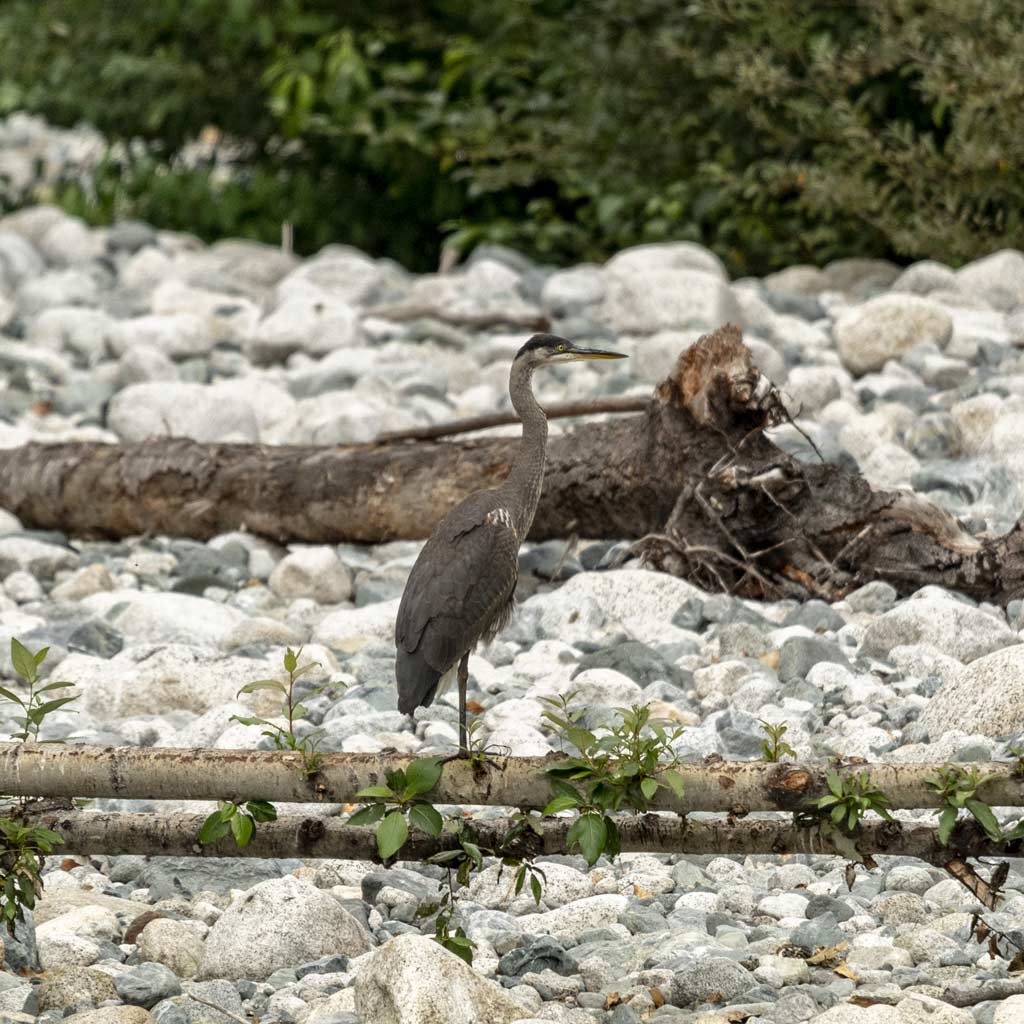 Reisebericht: USA & Canada von Seattle bis Bella Colla - British Columbia im griff der Waldbrände