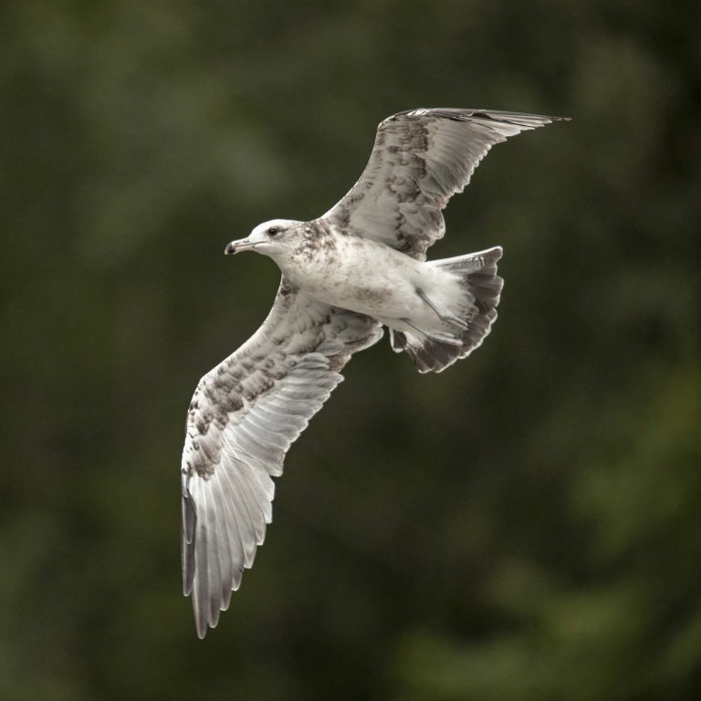 Reisebericht: USA & Canada von Seattle bis Bella Colla – British Columbia im griff der Waldbrände