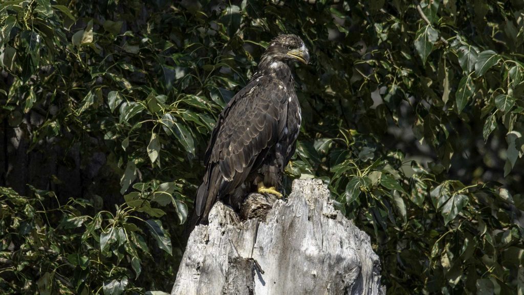 Reisebericht: USA & Canada von Seattle bis Bella Colla - British Columbia im griff der Waldbrände