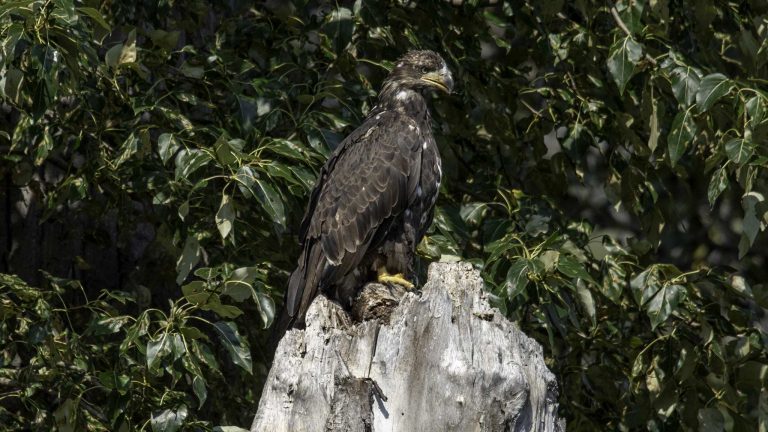 Reisebericht: USA & Canada von Seattle bis Bella Colla – British Columbia im griff der Waldbrände