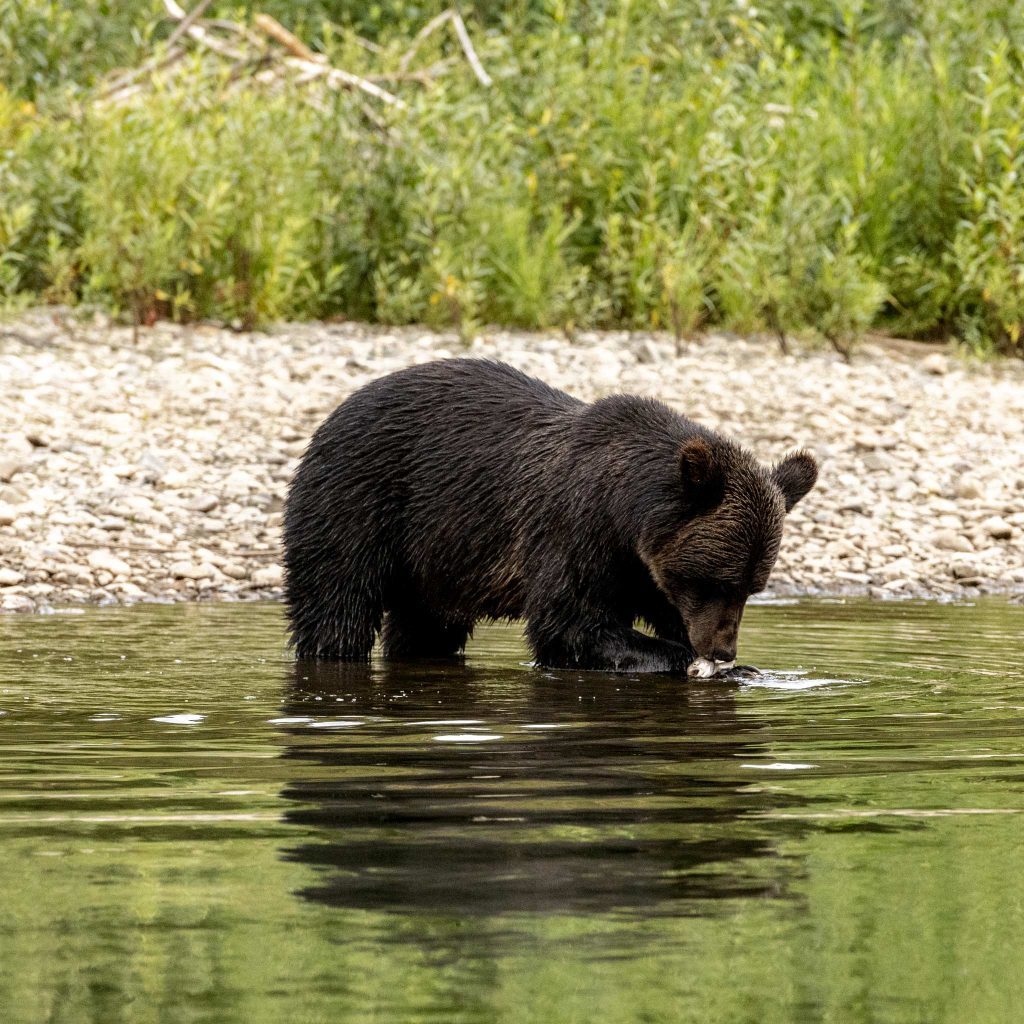 Die meisten Bilder und Videodokumentation von fischenden Bären