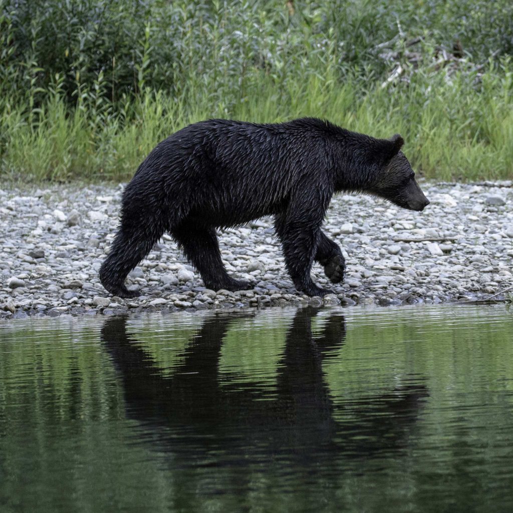 Reisebericht: USA & Canada von Seattle bis Bella Colla - British Columbia im griff der Waldbrände