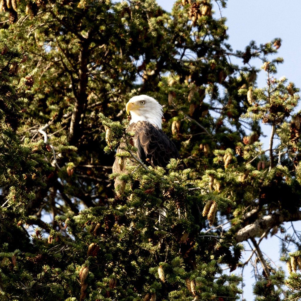 USA & Canada - British Columbia im griff der Waldbrände