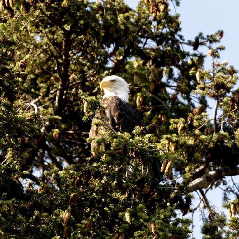 Reisebericht: USA & Canada von Seattle bis Bella Colla – British Columbia im griff der Waldbrände