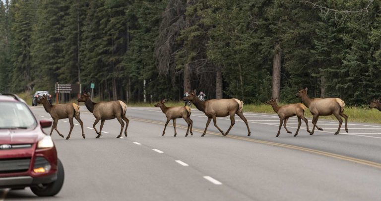 Reisebericht: USA & Canada von Seattle bis Bella Colla – British Columbia im griff der Waldbrände