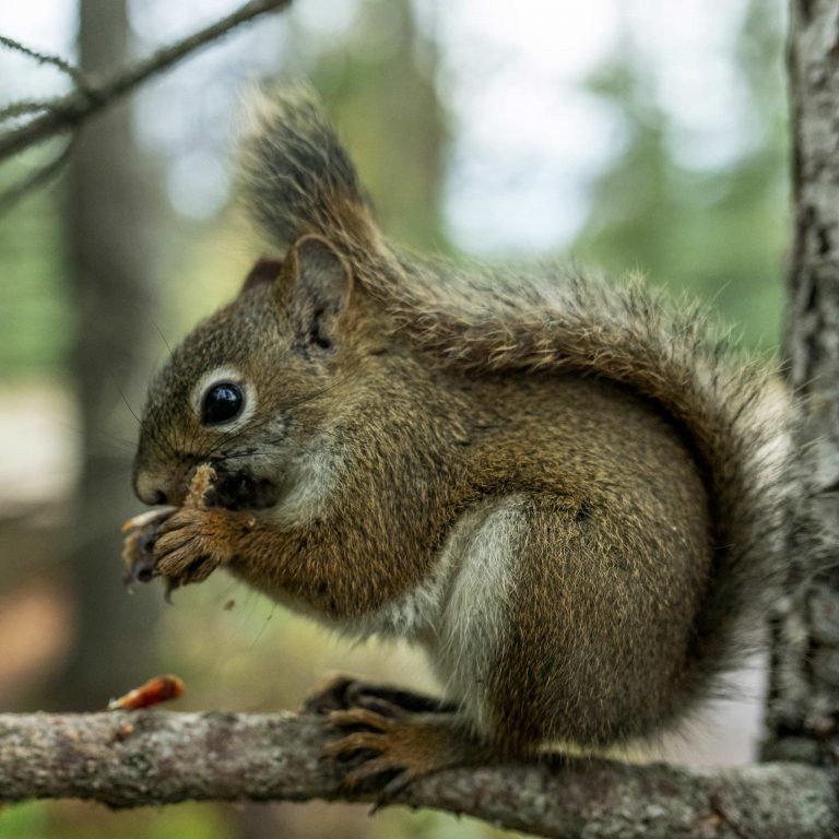Reisebericht: USA & Canada von Seattle bis Bella Colla – British Columbia im griff der Waldbrände