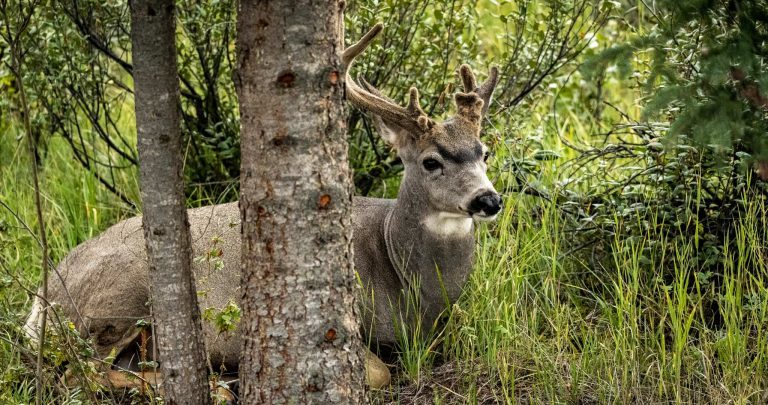 Reisebericht: USA & Canada von Seattle bis Bella Colla – British Columbia im griff der Waldbrände