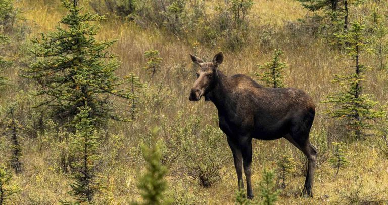 |  |  |  |  |  |  |Reisebericht: USA & Canada von Seattle bis Bella Colla – British Columbia im griff der Waldbrände