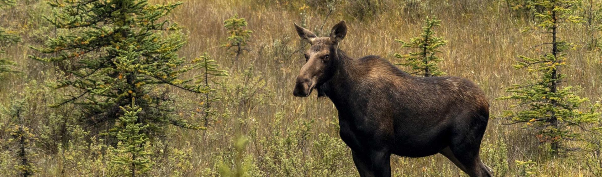 Reisebericht: USA & Canada von Seattle bis Bella Colla - British Columbia im griff der Waldbrände